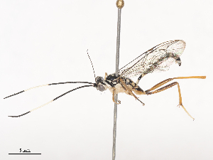  ( - CBG-A44391-E11)  @11 [ ] CreativeCommons - Attribution Share - Alike (2024) CBG Photography Group Centre for Biodiversity Genomics