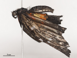  ( - CBG-A44392-A07)  @11 [ ] CreativeCommons - Attribution Share - Alike (2024) CBG Photography Group Centre for Biodiversity Genomics