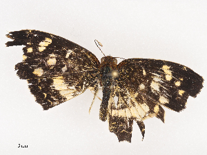  ( - CBG-A44392-A08)  @11 [ ] CreativeCommons - Attribution Share - Alike (2024) CBG Photography Group Centre for Biodiversity Genomics