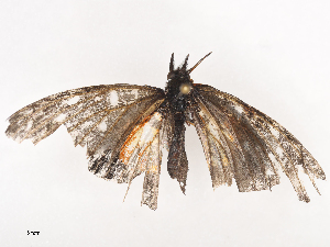  ( - CBG-A44392-A09)  @11 [ ] CreativeCommons - Attribution Share - Alike (2024) CBG Photography Group Centre for Biodiversity Genomics