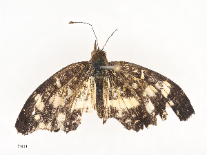  ( - CBG-A44392-B02)  @11 [ ] CreativeCommons - Attribution Share - Alike (2024) CBG Photography Group Centre for Biodiversity Genomics