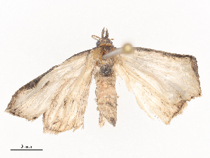  ( - CBG-A44392-B11)  @11 [ ] CreativeCommons - Attribution Share - Alike (2024) CBG Photography Group Centre for Biodiversity Genomics