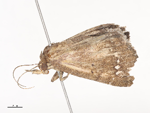  ( - CBG-A44392-C05)  @11 [ ] CreativeCommons - Attribution Share - Alike (2024) CBG Photography Group Centre for Biodiversity Genomics