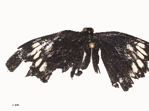  ( - CBG-A45265-B10)  @11 [ ] CreativeCommons - Attribution Share - Alike (2024) CBG Photography Group Centre for Biodiversity Genomics