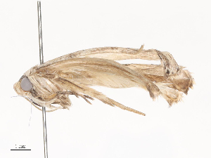  (Menestomorpha BioLep0196 - CBG-A45265-F12)  @11 [ ] CreativeCommons - Attribution Share - Alike (2024) CBG Photography Group Centre for Biodiversity Genomics