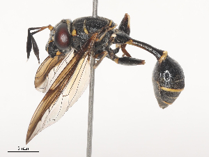  ( - CBG-A45267-D12)  @11 [ ] CreativeCommons - Attribution Share - Alike (2024) CBG Photography Group Centre for Biodiversity Genomics