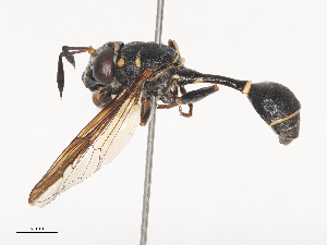  ( - CBG-A45267-E01)  @11 [ ] CreativeCommons - Attribution Share - Alike (2024) CBG Photography Group Centre for Biodiversity Genomics