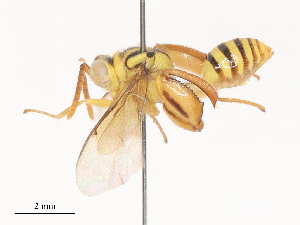  ( - CBG-A45267-G02)  @11 [ ] CreativeCommons - Attribution Share - Alike (2024) CBG Photography Group Centre for Biodiversity Genomics