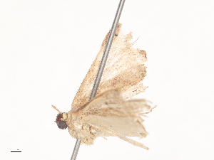  ( - CBG-A45268-G11)  @11 [ ] CreativeCommons - Attribution Share - Alike (2024) CBG Photography Group Centre for Biodiversity Genomics