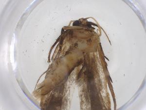  ( - CBG-A45800-G07)  @11 [ ] CreativeCommons - Attribution Share - Alike (2024) Centre for Biodiversity Genomics Centre for Biodiversity Genomics