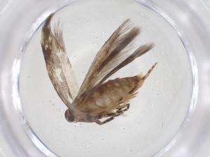  ( - CBG-A45801-G08)  @11 [ ] CreativeCommons - Attribution Share - Alike (2024) Centre for Biodiversity Genomics Centre for Biodiversity Genomics