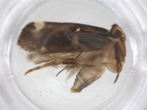  (gelJanzen01 Janzen4401 - CBG-A45804-D12)  @11 [ ] CreativeCommons - Attribution Share - Alike (2024) Centre for Biodiversity Genomics Centre for Biodiversity Genomics