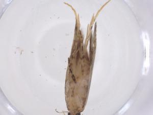  ( - CBG-A45806-B05)  @11 [ ] CreativeCommons - Attribution Share - Alike (2024) Centre for Biodiversity Genomics Centre for Biodiversity Genomics