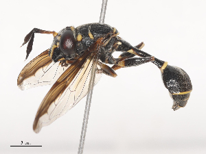  ( - CBG-A46879-C01)  @11 [ ] CreativeCommons - Attribution Share - Alike (2024) CBG Photography Group Centre for Biodiversity Genomics