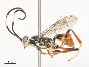  ( - CBG-A46879-E02)  @11 [ ] CreativeCommons - Attribution Share - Alike (2024) CBG Photography Group Centre for Biodiversity Genomics