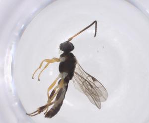  ( - CBG-A42541-C10)  @11 [ ] CreativeCommons - Attribution Share - Alike (2024) Centre for Biodiversity Genomics Centre for Biodiversity Genomics