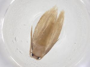  ( - CBG-A42545-G03)  @11 [ ] CreativeCommons - Attribution Share - Alike (2024) Centre for Biodiversity Genomics Centre for Biodiversity Genomics