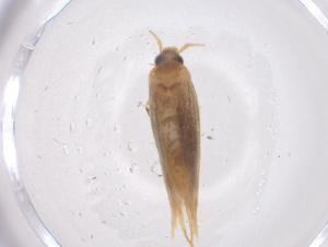  ( - CBG-A42546-G05)  @11 [ ] CreativeCommons - Attribution Share - Alike (2024) Centre for Biodiversity Genomics Centre for Biodiversity Genomics