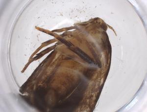  ( - CBG-A42549-H02)  @11 [ ] CreativeCommons - Attribution Share - Alike (2024) Centre for Biodiversity Genomics Centre for Biodiversity Genomics