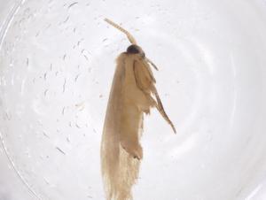  ( - CBG-A42551-H06)  @11 [ ] CreativeCommons - Attribution Share - Alike (2024) Centre for Biodiversity Genomics Centre for Biodiversity Genomics