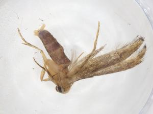  ( - CBG-A42552-H03)  @11 [ ] CreativeCommons - Attribution Share - Alike (2024) Centre for Biodiversity Genomics Centre for Biodiversity Genomics