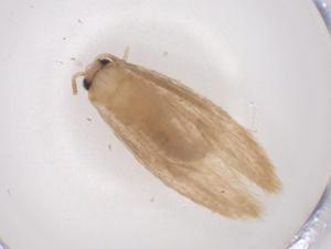  ( - CBG-A42554-F04)  @11 [ ] CreativeCommons - Attribution Share - Alike (2024) Centre for Biodiversity Genomics Centre for Biodiversity Genomics