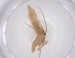  ( - CBG-A42554-F10)  @11 [ ] CreativeCommons - Attribution Share - Alike (2024) Centre for Biodiversity Genomics Centre for Biodiversity Genomics