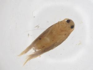  ( - CBG-A42561-E04)  @11 [ ] CreativeCommons - Attribution Share - Alike (2024) Centre for Biodiversity Genomics Centre for Biodiversity Genomics