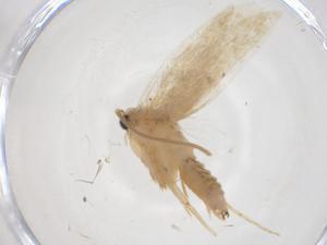  ( - CBG-A42561-F06)  @11 [ ] CreativeCommons - Attribution Share - Alike (2024) Centre for Biodiversity Genomics Centre for Biodiversity Genomics