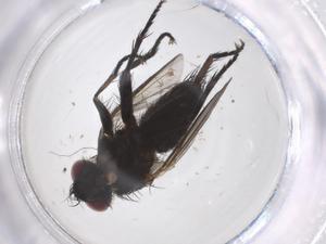  (Campylocheta Janzen60 - CBG-A42563-H07)  @11 [ ] CreativeCommons - Attribution Share - Alike (2024) Centre for Biodiversity Genomics Centre for Biodiversity Genomics