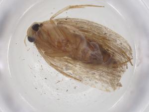  (depMalaise01 - CBG-A42573-F07)  @11 [ ] CreativeCommons - Attribution Share - Alike (2024) Centre for Biodiversity Genomics Centre for Biodiversity Genomics