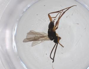  ( - CBG-A42587-D03)  @11 [ ] CreativeCommons - Attribution Share - Alike (2024) Centre for Biodiversity Genomics Centre for Biodiversity Genomics