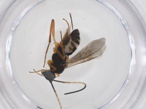  ( - CBG-A42589-E03)  @11 [ ] CreativeCommons - Attribution Share - Alike (2024) Centre for Biodiversity Genomics Centre for Biodiversity Genomics