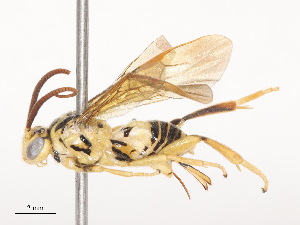  ( - CBG-A44354-B08)  @11 [ ] CreativeCommons - Attribution Share - Alike (2024) CBG Photography Group Centre for Biodiversity Genomics