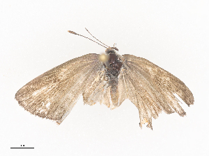  ( - CBG-A44355-C12)  @11 [ ] CreativeCommons - Attribution Share - Alike (2024) CBG Photography Group Centre for Biodiversity Genomics