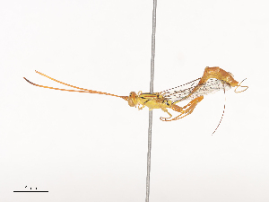  (Grotea Malaise1708 - CBG-A44356-F05)  @11 [ ] CreativeCommons - Attribution Share - Alike (2024) CBG Photography Group Centre for Biodiversity Genomics