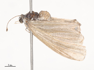  ( - CBG-A44356-F12)  @11 [ ] CreativeCommons - Attribution Share - Alike (2024) CBG Photography Group Centre for Biodiversity Genomics