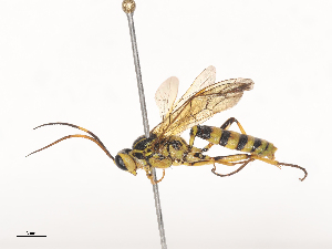  ( - CBG-A44358-B12)  @11 [ ] CreativeCommons - Attribution Share - Alike (2024) CBG Photography Group Centre for Biodiversity Genomics
