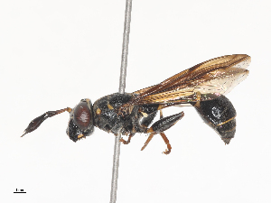  ( - CBG-A44359-C08)  @11 [ ] CreativeCommons - Attribution Share - Alike (2024) CBG Photography Group Centre for Biodiversity Genomics