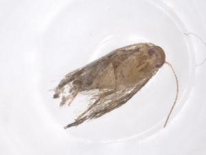  ( - CBG-A45402-H04)  @11 [ ] CreativeCommons - Attribution Share - Alike (2024) Centre for Biodiversity Genomics Centre for Biodiversity Genomics