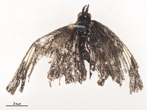  ( - CBG-A46877-F08)  @11 [ ] CreativeCommons - Attribution Share - Alike (2024) CBG Photography Group Centre for Biodiversity Genomics