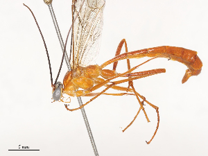  (Netelia Janzen0673 - CBG-A46877-F11)  @11 [ ] CreativeCommons - Attribution Share - Alike (2024) CBG Photography Group Centre for Biodiversity Genomics