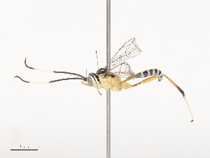  (ichneuMalaise01 Malaise1486 - CBG-A46879-B07)  @11 [ ] CreativeCommons - Attribution Share - Alike (2024) CBG Photography Group Centre for Biodiversity Genomics