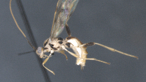  ( - CCDB-28455-D11)  @11 [ ] CreativeCommons - Attribution (2023) Michael Sharkey Centre for Biodiversity Genomics