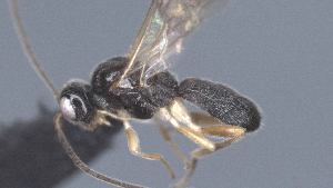  ( - CCDB-28456-E02)  @11 [ ] CreativeCommons - Attribution (2023) Michael Sharkey Centre for Biodiversity Genomics