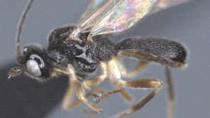  ( - CCDB-28456-E03)  @11 [ ] CreativeCommons - Attribution (2023) Michael Sharkey Centre for Biodiversity Genomics