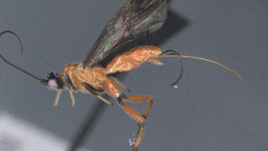  ( - CCDB-28456-G10)  @11 [ ] CreativeCommons - Attribution (2023) Michael Sharkey Centre for Biodiversity Genomics