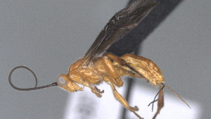  (Cremnops ferrugineus - CCDB-28469-B07)  @11 [ ] CreativeCommons - Attribution (2023) Michael Sharkey Centre for Biodiversity Genomics