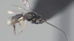  (Pseudognaptodon malaise2236 - CCDB-28469-B12)  @11 [ ] CreativeCommons - Attribution (2023) Michael Sharkey Centre for Biodiversity Genomics