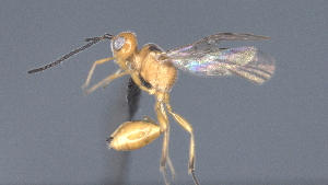  ( - CCDB-28470-G11)  @11 [ ] CreativeCommons - Attribution (2023) Michael Sharkey Centre for Biodiversity Genomics